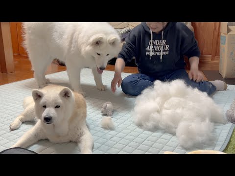 犬の動画サムネイル - 【衝撃】サモエドの換毛期到来でデカめの柴犬サイズの抜け毛が収穫される