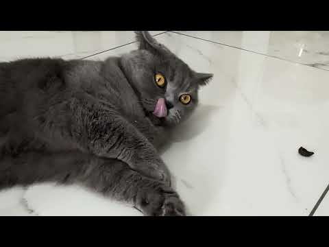 BİR PARÇA ZEYTİN VE.. Ladynin zeytin aşkı British cat