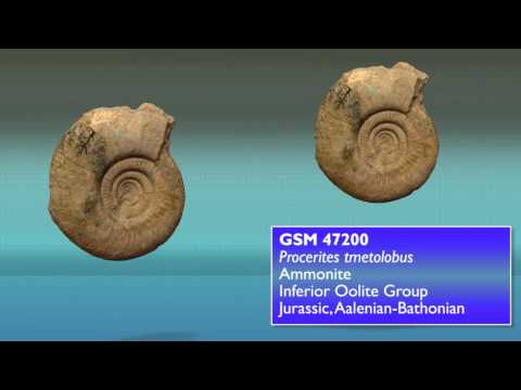 GB3D type fossils online - British Geological Survey