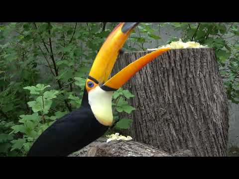 Clever Toucan Tosses And Catches Berries