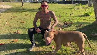 REVOLTANTE!! PROIBIÇÃO DO PIT BULL EM SANTA CATARINA MINHA OPINIÃO 