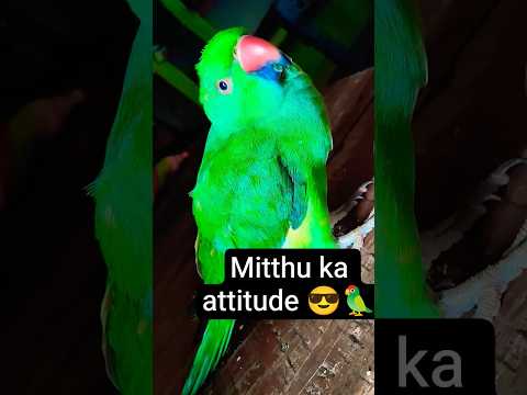 Nahana Jaruri Nahi nahane Jaisa Lagna jaruri hai😎😜 Mitthu ka fresh look entry😎🦜#shorts #viralvideo