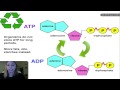 ATP Functions and Energy Transfer