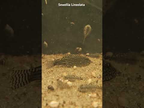 Sewellia Lineolata for the AAA Aquarist Auction on 