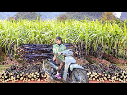 Use Motorbike To Harvesting Purple Sugarcane Goes To Countryside Market Sell. My Bushcraft / Nhất