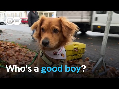 Little Joe the therapy dog goes to college | Focus on Europe