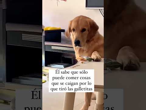 Que travieso #dog #canina #perro