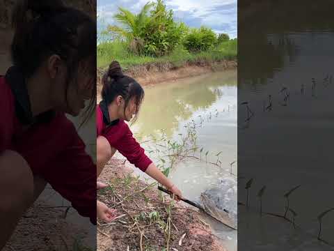 มาปล่อยปลา #fish #ปลาข่อน #ทุ่งนา