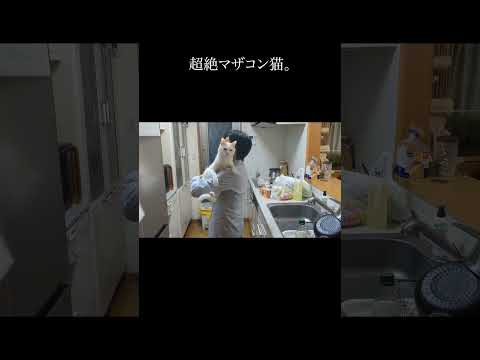 超絶マザコン猫。 #保護猫 #猫 #猫のいる暮らし