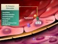 Renin-Angiotensin System Concepts
