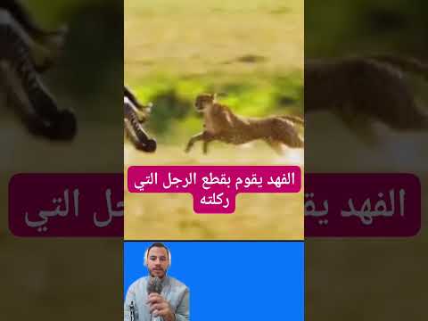 الحيونات البرية #الحيونات_البرية #عشقالطبيعه #عالم_الحيونات #الحيونات #حيوانات