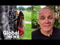 Understanding Cicadas and Their Behavior