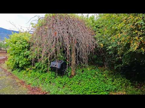 Front Yard Disaster Receives the Most Satisfying Garden RENOVATION!