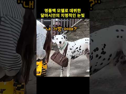 명품백 <strong>모델로</strong> 데뷔한 댕대이의 치명적인 눈빛