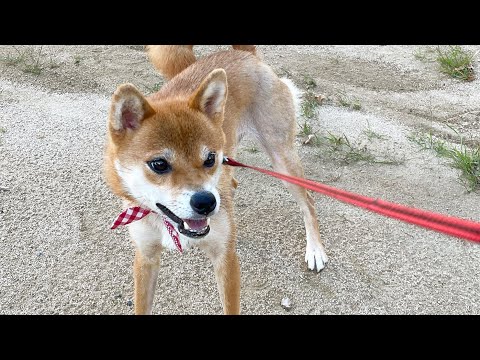 選挙ですねー!後半正露丸パワーについて 柴犬小夏のKonachannel がライブ配信中!