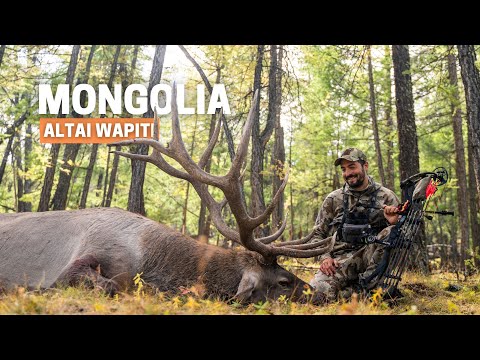 New World Record Elk: Bowhunting the Altai Wapiti in Mongolia