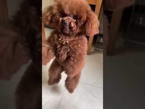 Super happy dogs can bring joy to everyone!!! #happydog #dog #funnyvideos #funnydogs #cutedog