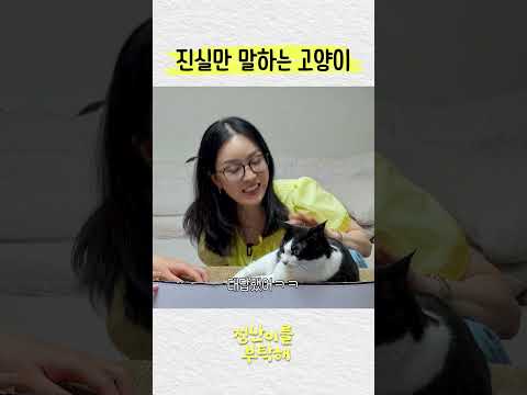 진실만 말하는 고양이