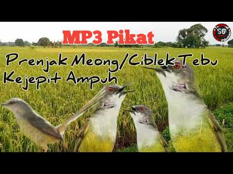 Suara Pikat Prenjak Meong/Ciblek Tebu Kejepit Ampuh