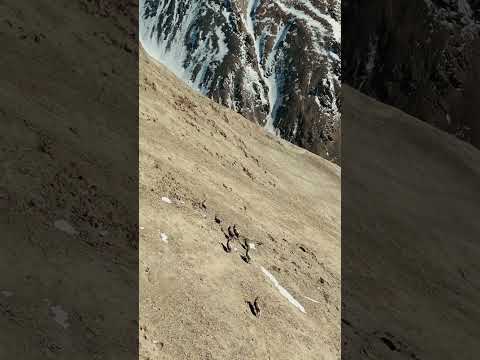 Majestic Ibex in the Tian Shan.