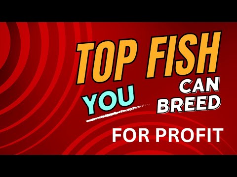 BEST FISH TO BREED FOR PROFIT FOR BEGINNERS 