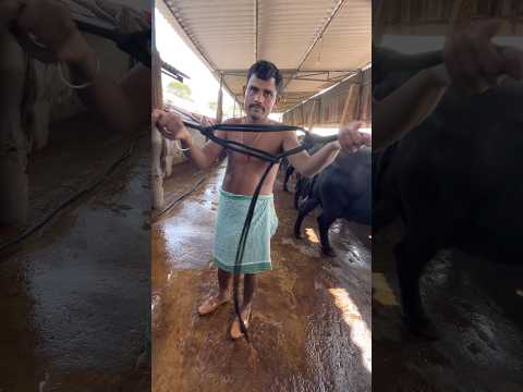 Every dairy farmer learn how to make โcow head rope halter โfor smooth restraining of cattle