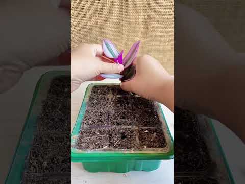 Polling places plants flower in cup #diy #flowers #plants #garden #2025