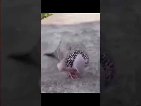 Pombo dançarino