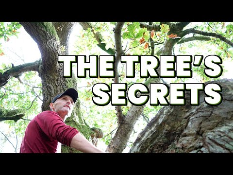The Secret Life of Trees & The Photographer
