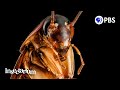 Cockroach and Termite Knowledge Assessment