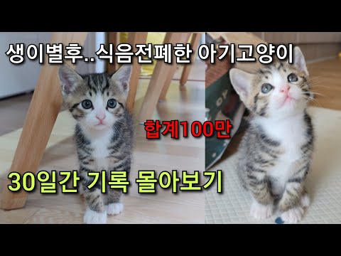 가족과 이별 후 밥도, 물도 안먹는 아기 고양이