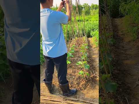 Way to make trellis for cucumbers #shorts #farming