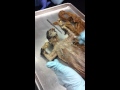 Cat Muscles and Anatomy