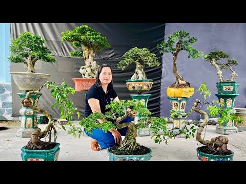 Trần Thi 12/12 Sale cuối năm lô Cây Cảnh Bonsai Đa Dạng, Đủ Dáng Thế  #0338053191