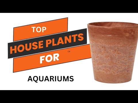 top houseplants for aquarium 