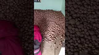 आलु आयो आलू #shortvideo