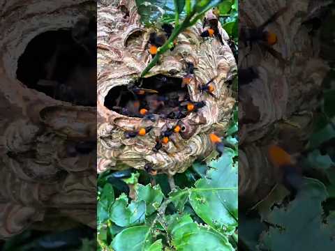 Army of wasps attack to protect the nest #hornets #nature #honeybeedance #wasp