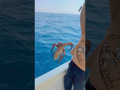#fishing #fish #سمك #sharklife #اكسبلور #صيد #الصيد #بحر