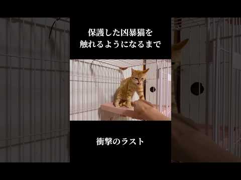保護した凶暴猫を触れるようになるまで…