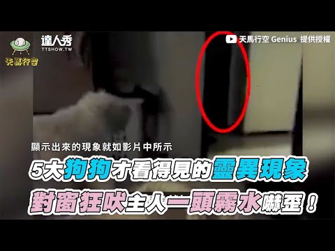 【5大狗狗才看得見的靈異現象 對窗狂吠主人一頭霧水嚇歪！】｜@天馬行空 Genius