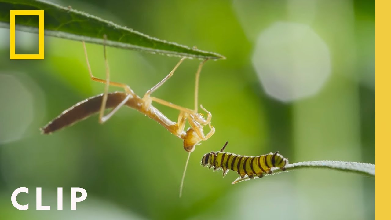 Monarch Butterfly Migration and Metamorphosis Journey