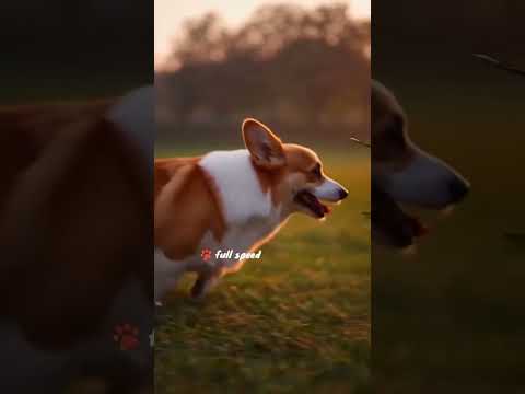 柯基的友谊/Corgi’s Friendship