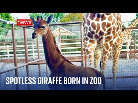 Tennessee: Rare spotless giraffe born at Brights Zoo