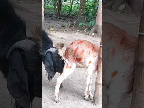 The two goats do beautiful amazing stunts that we enjoy Episode :390