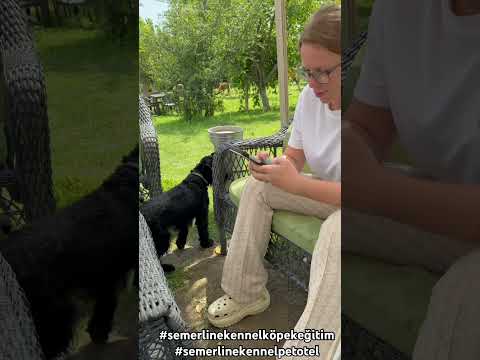 Semerline Kennel Köpek Eğitim Merkezi & Pet Otel ✅ #köpekeğitim #pethotel