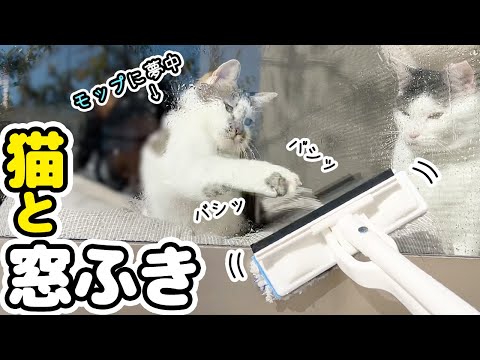 猫の目の前で窓ふきをすると、かわいいお邪魔が入って掃除が進まない件について