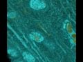 Understanding Neuron Circuits and Functions