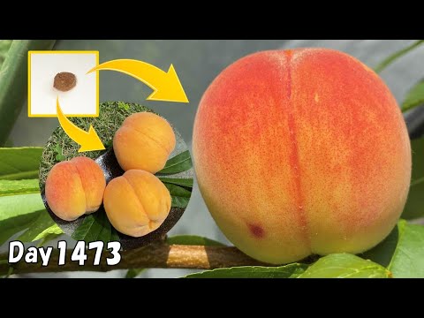 食べた桃の種を植えたら、約4年後に甘すぎる桃がたくさん収穫出来た！/ How to grow peaches from seed