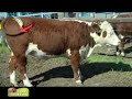 Evaluating Cattle Structural Characteristics