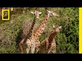 Animal Care and Conservation at Disney's Animal Kingdom